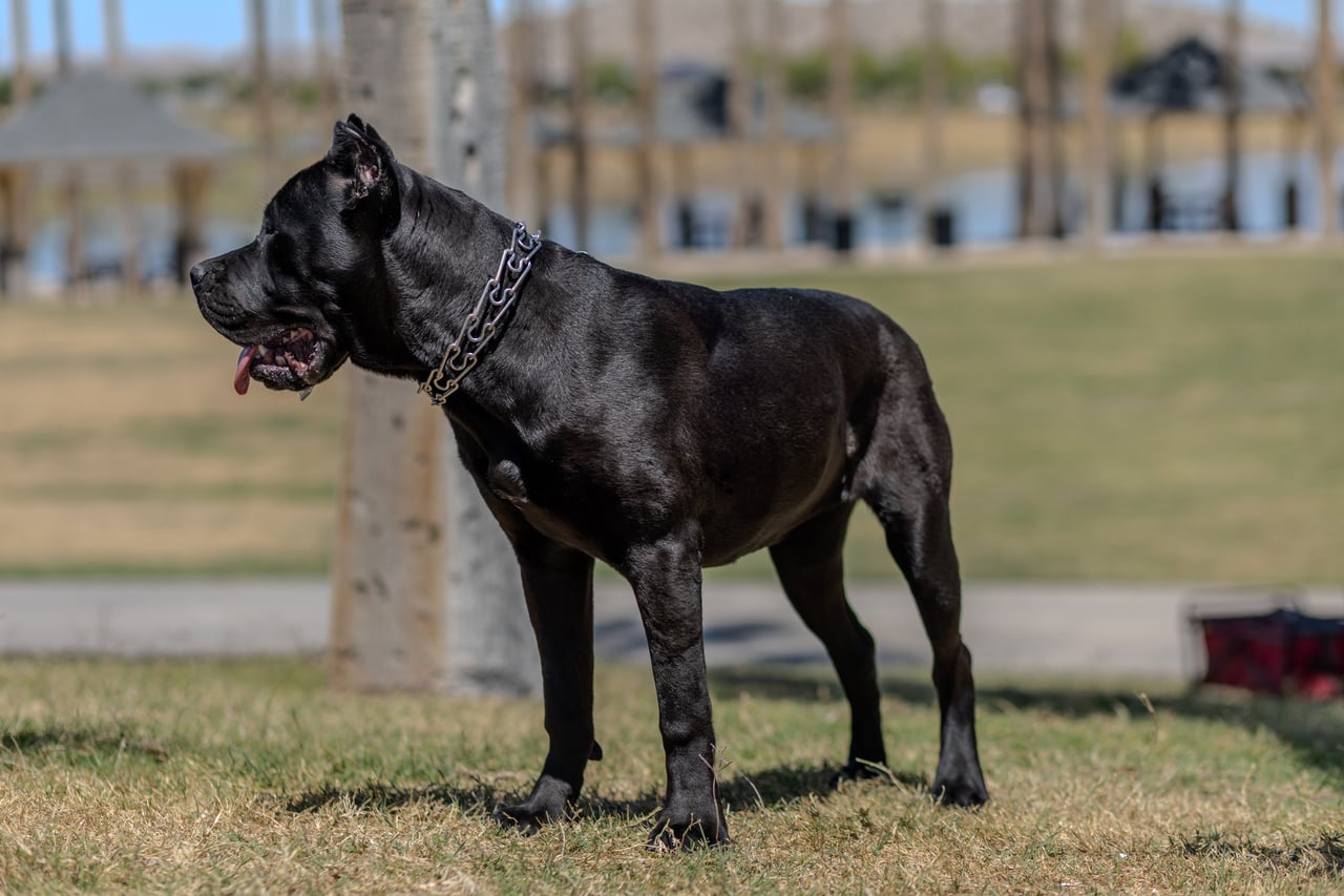 Boba — Exolinez Cane Corso