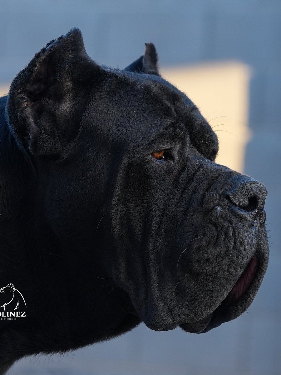 X — Exolinez Stud