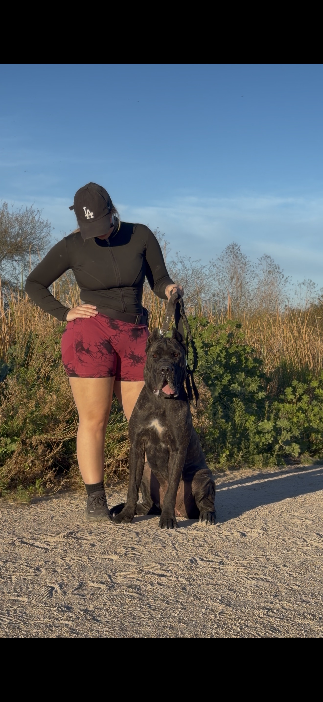 Health tested Cane Corso parent dog