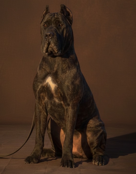 Direct breeder working with Cane Corso puppy