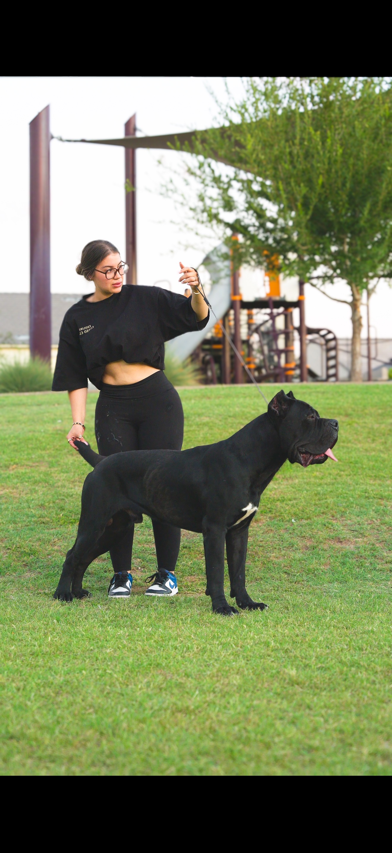 Exolinez Cane Corso being worked in the park