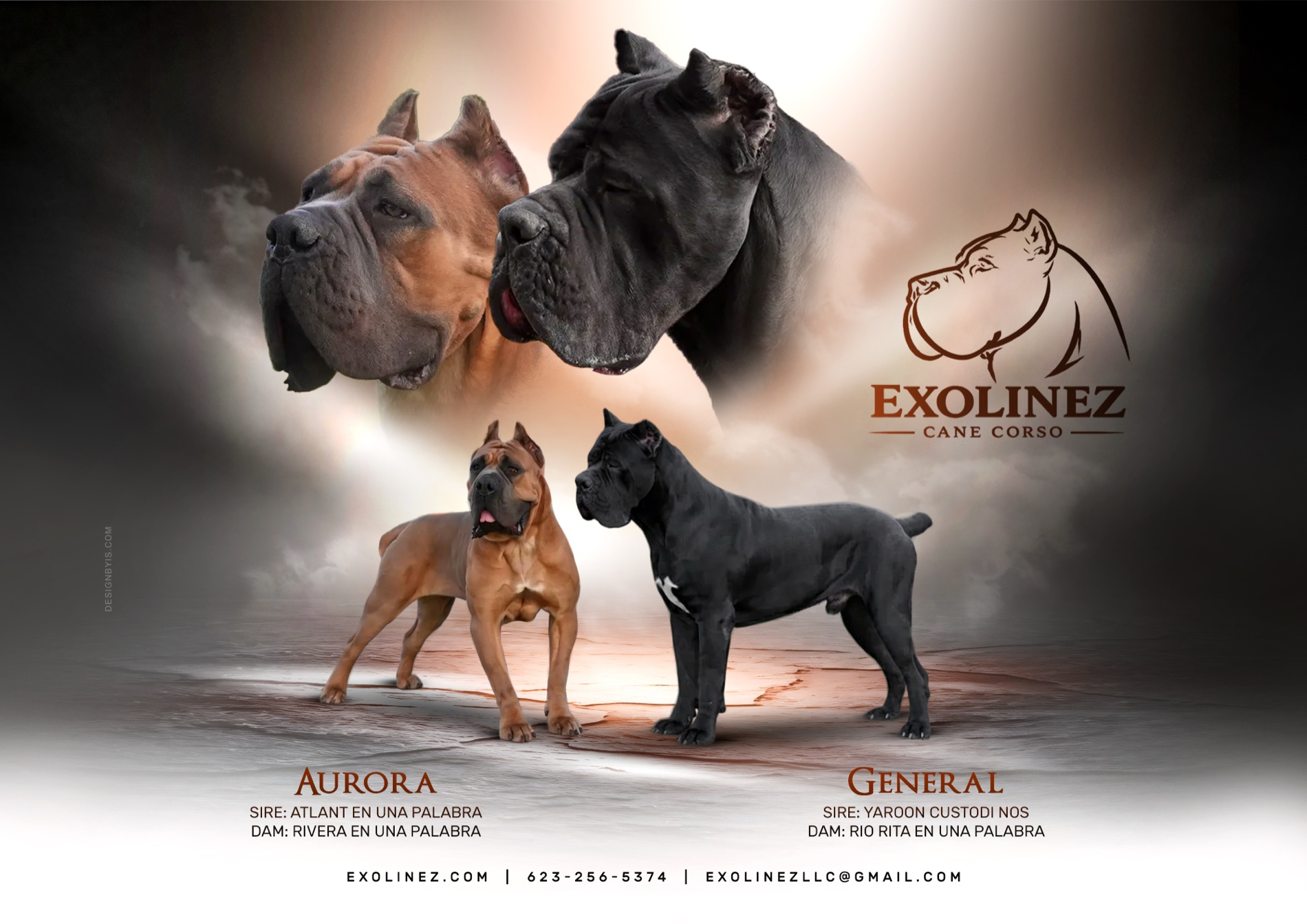 Exolinez General (Sire) × Aurora (Dam) litter — now available