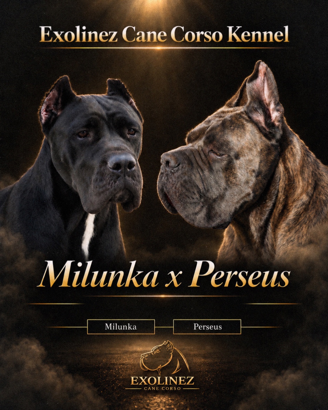 Exolinez Perseus (Sire) × Milunka (Dam) litter — now available