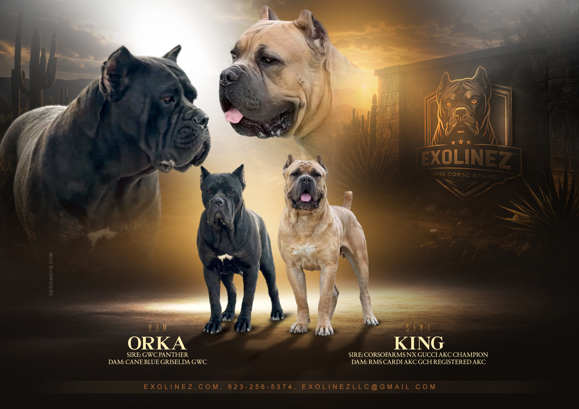 Exolinez upcoming litter — King (Sire) × Orka (Dam)