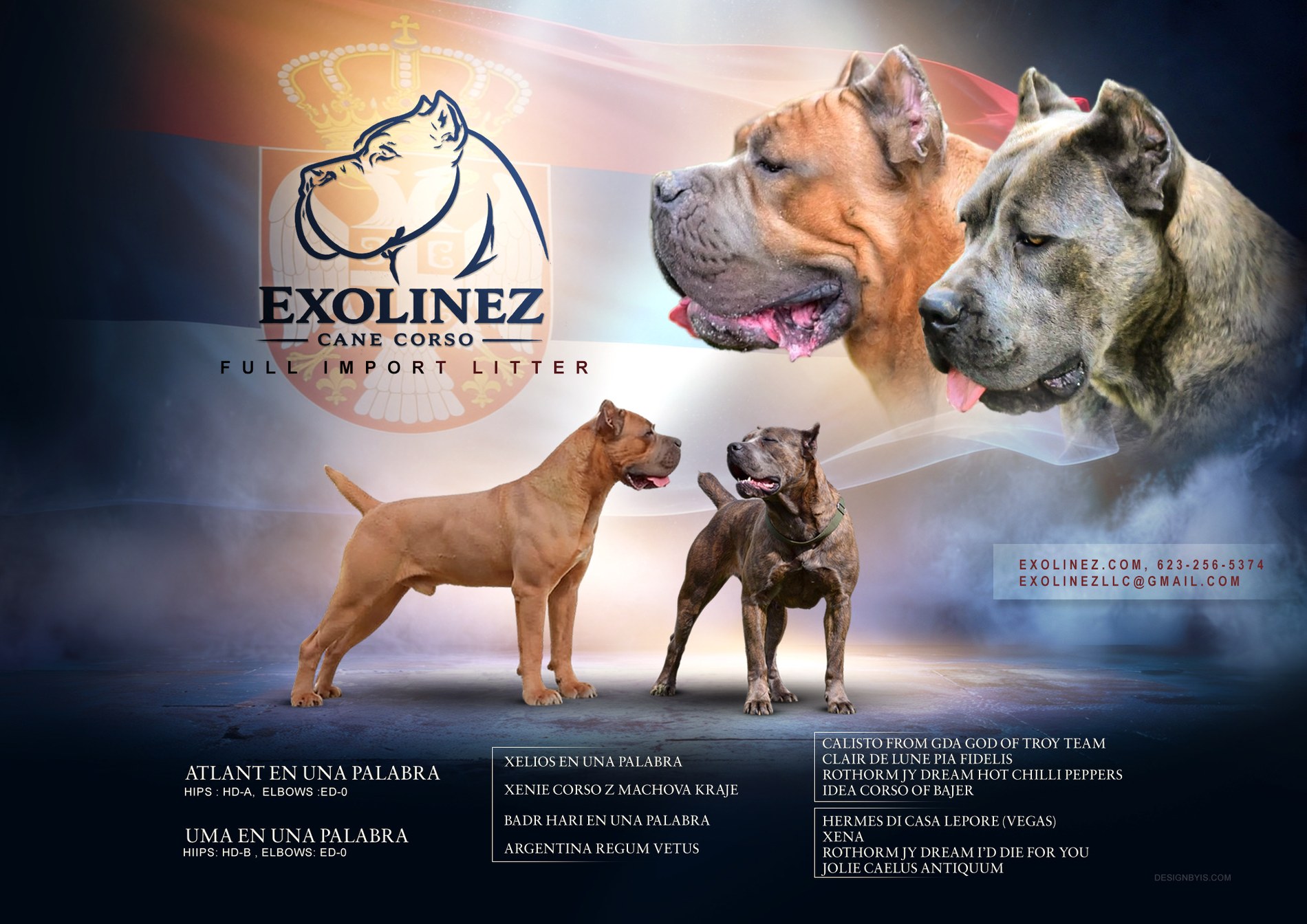 Exolinez Atlant (Sire) × Uma (Dam) full import litter — fully reserved