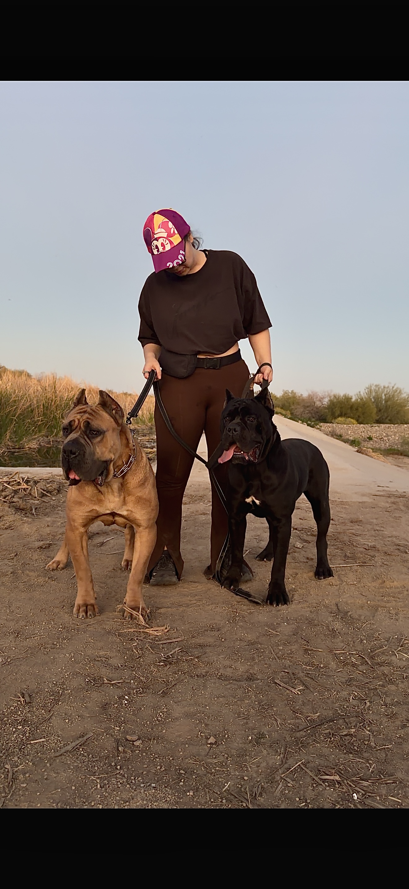 Outbred Cane Corso pairing from unrelated lines