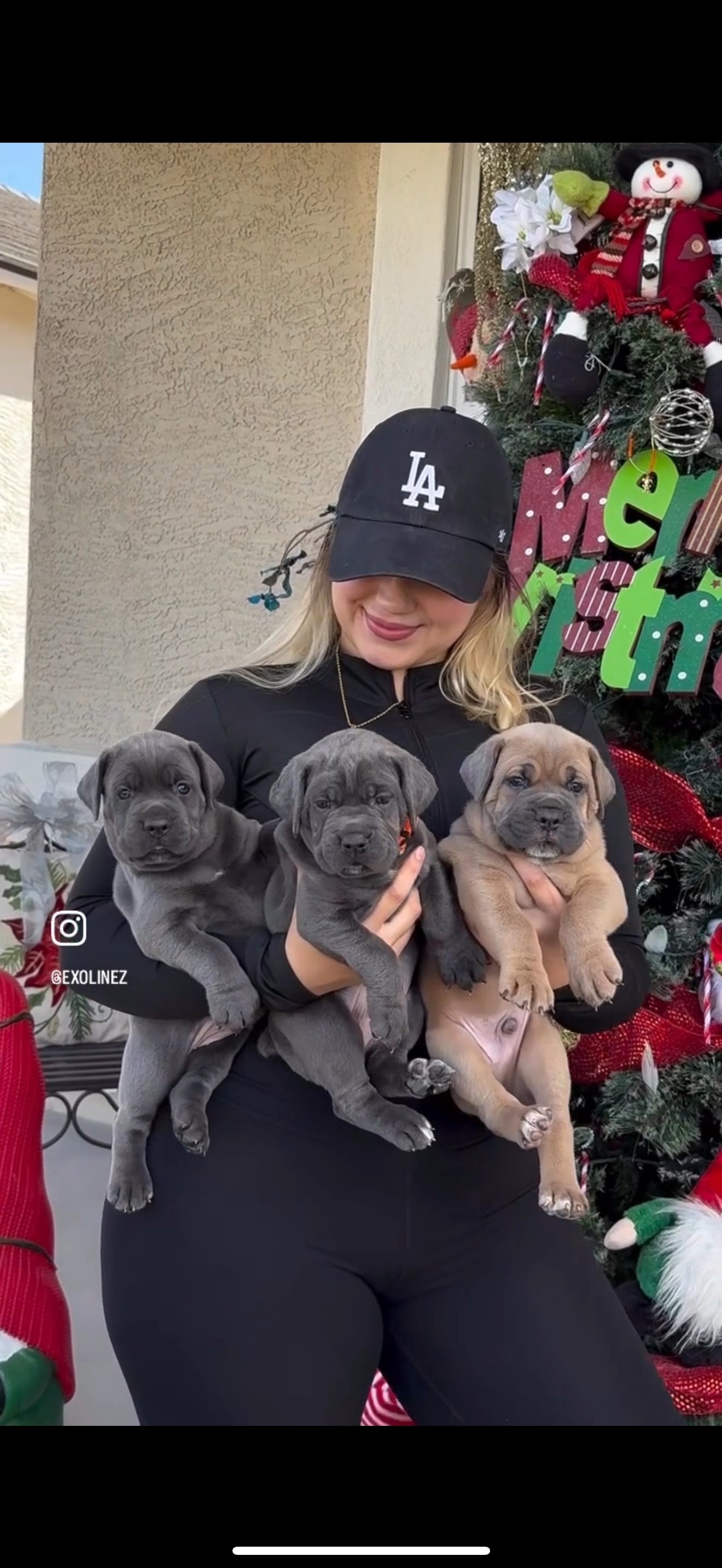 Cane Corso puppies raised in home environment